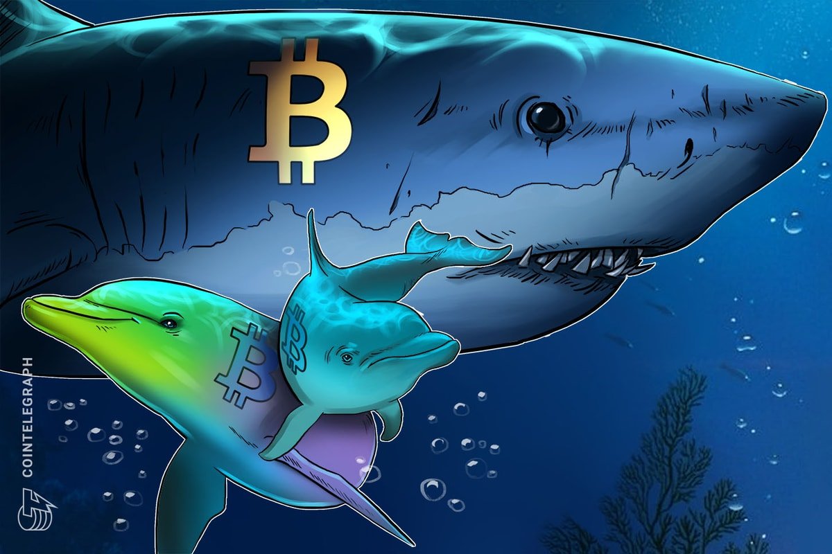 Bitcoin Sharks Accumulate at Fastest Pace Since 2012 as BTC Slides